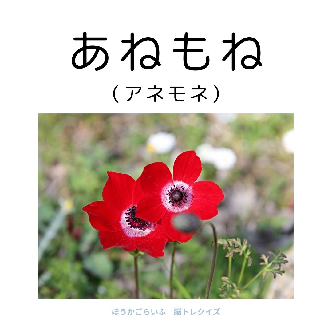 高齢者向け（無料）言葉の並び替えで脳トレしよう！文字（ひらがな）を並び替える簡単なゲーム【花の名前】健康寿命を延ばす鍵